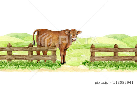 Single cow on meadow green grass protected with wooden fence with center entrance. Painted illustration. Farm pasture with calf surrounded by wooden fence. Countryside farm field landscape Single cow on meadow green grass protected with wooden fence with center entrance. Painted illustration. Farm pasture with calf surrounded by wooden fence. Countryside farm field landscape 118085941