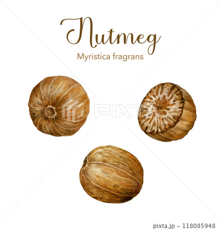 Nutmeg nut element set vintage style illustration. Nature raw organic spice Myristica fragrans. Hand drawn muscat nutmeg using in medicine, food ingredient and aromatherapy on white background Nutmeg nut element set vintage style illustration. Nature raw organic spice Myristica fragrans. Hand drawn muscat nutmeg using in medicine, food ingredient and aromatherapy on white background 118085948