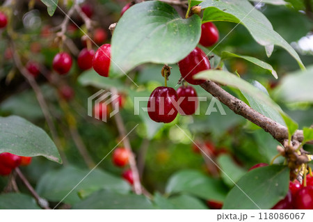 Branch with red dogwood berries 118086067