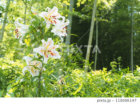 ヤマユリの花 118086147