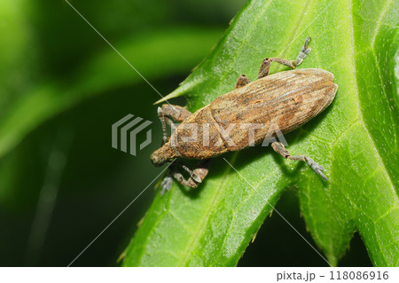 ハスジカツオゾウムシ 118086916