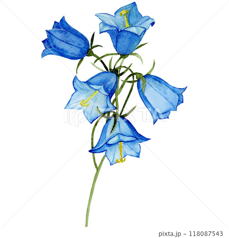 Isolated object-127. Watercolour painting of the bell flower 1, white background. 118087543