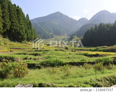 四谷千枚田、夏の朝の風景を空撮 四谷千枚田、夏の朝の風景を空撮 118087557