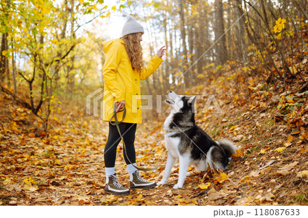 Beautiful young woman in a yellow coat walks in an autumn park with her pet husky. Beautiful young woman in a yellow coat walks in an autumn park with her pet husky. 118087633