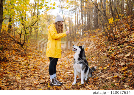 Beautiful young woman in a yellow coat walks in an autumn park with her pet husky. Beautiful young woman in a yellow coat walks in an autumn park with her pet husky. 118087634
