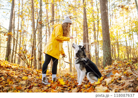 Beautiful young woman in a yellow coat walks in an autumn park with her pet husky. 118087637