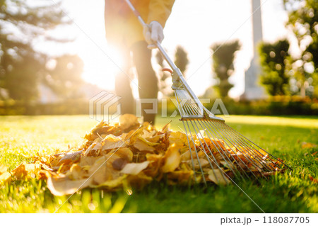 Raking fallen leaves from the lawn. Using a metal fan rake to clean the lawn from fallen leaves. 118087705