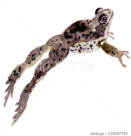 Isolated object-136. Hand drawn, watercolour frog 3. Isolated object-136. Hand drawn, watercolour frog 3. 118087783