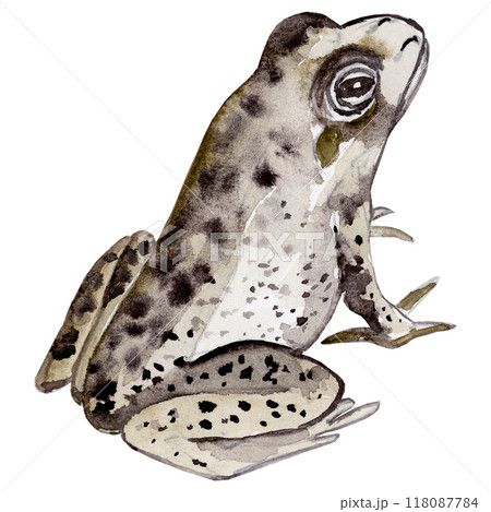 Isolated object-137. Hand drawn, watercolour frog 4. Isolated object-137. Hand drawn, watercolour frog 4. 118087784