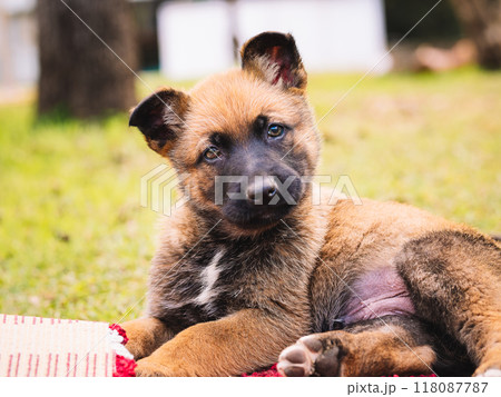 Dog lying on red and white checkered cloth outdoors 118087787