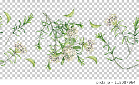 Labrador tea flowers watercolor illustration on seamless border isolated. Painted floral sprig of wild rosemary in gentle colors on repeated background. Herbal floral banner hand drawn for package. Labrador tea flowers watercolor illustration on seamless border isolated. Painted floral sprig of wild rosemary in gentle colors on repeated background. Herbal floral banner hand drawn for package. 118087964