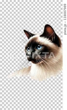 泰國暹羅的彩色影像。具有重點色和藍色眼睛。 泰國暹羅的彩色影像。具有重點色和藍色眼睛。 118087989