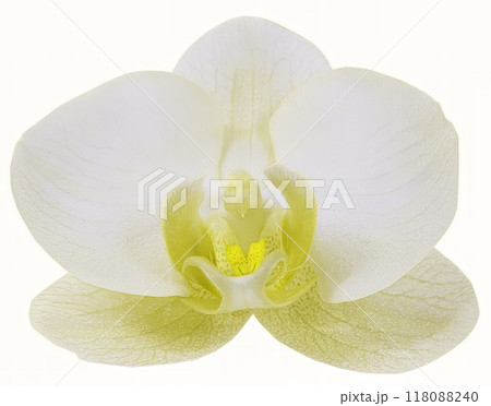 Flower shape isolated over solid background. Flower close view clipart template 118088240