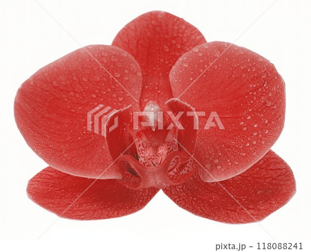 Flower shape isolated over solid background. Flower close view clipart template 118088241