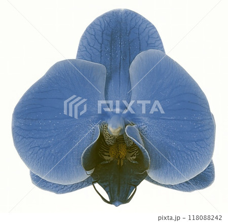 Flower shape isolated over solid background. Flower close view clipart template Flower shape isolated over solid background. Flower close view clipart template 118088242