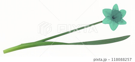 Flower shape isolated over solid background. Flower close view clipart template 118088257