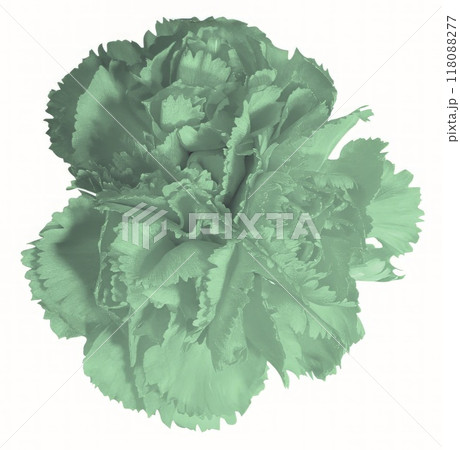 Flower shape isolated over solid background. Flower close view clipart template 118088277