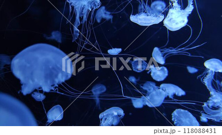 Jellyfish in dark water close view background Jellyfish in dark water close view background 118088431