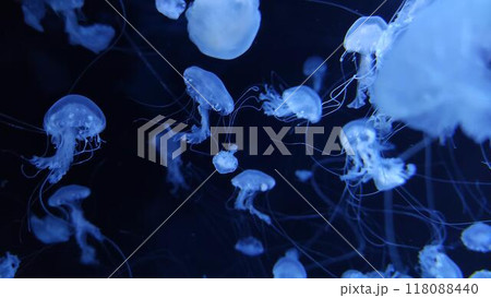 Jellyfish in dark water close view background Jellyfish in dark water close view background 118088440