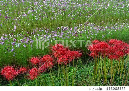 里山に咲く彼岸花とコスモス 118088585