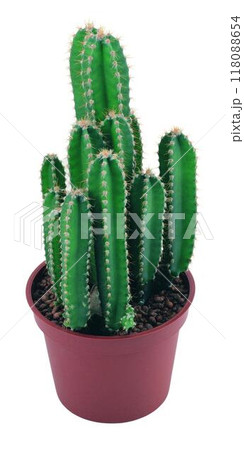 Cactus in a pot close view, potted cactuses isolated over white background Cactus in a pot close view, potted cactuses isolated over white background 118088654