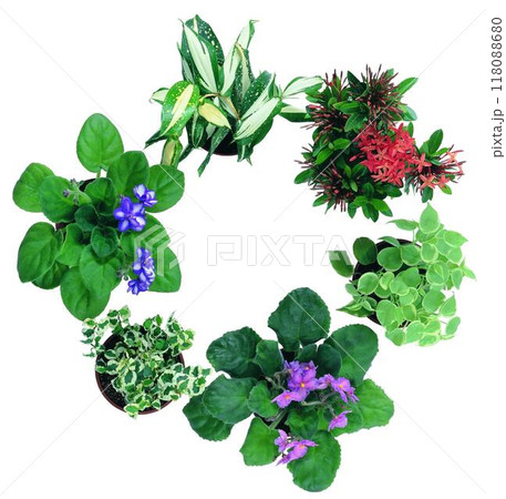 Potted flowers and plants isolated over white background Potted flowers and plants isolated over white background 118088680