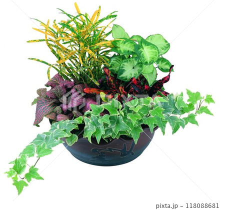 Potted flowers and plants isolated over white background Potted flowers and plants isolated over white background 118088681
