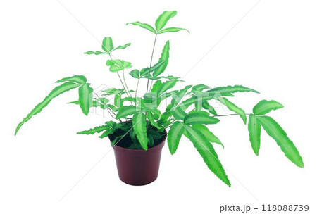 Potted flowers and plants isolated over white background Potted flowers and plants isolated over white background 118088739