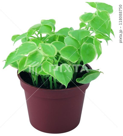 Potted flowers and plants isolated over white background 118088750