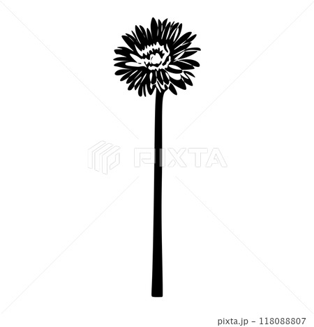 Gerbera Black and white silhouette. Botanical Black silhouette isolated on white background Gerbera Black and white silhouette. Botanical Black silhouette isolated on white background 118088807