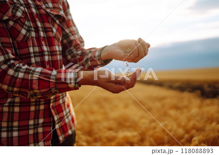 The Hands Of A Farmer Close-up Holding A Handful Of Wheat Grains In A Wheat Field. Rich Harvest. 118088893