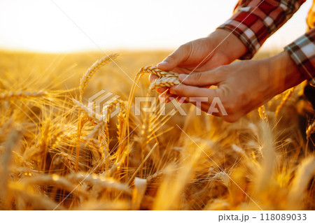 Wheat quality check. Farmer with ears of wheat in a wheat field. Harvesting. Agro business. Wheat quality check. Farmer with ears of wheat in a wheat field. Harvesting. Agro business. 118089033