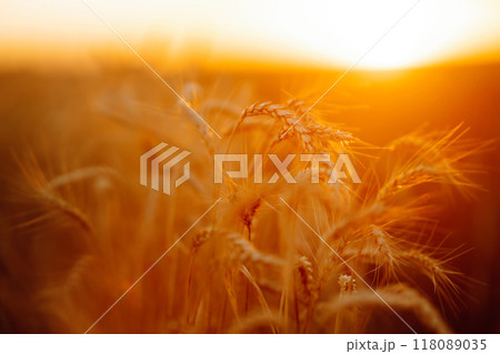 Golden spikelets of wheat in the field at sunset. Agricultural concept. Harvest nature growth. 118089035