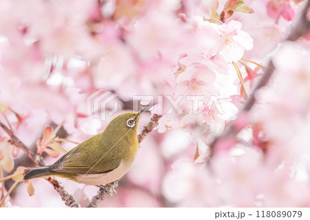 桜の蜜を吸いに来たメジロ 桜の蜜を吸いに来たメジロ 118089079