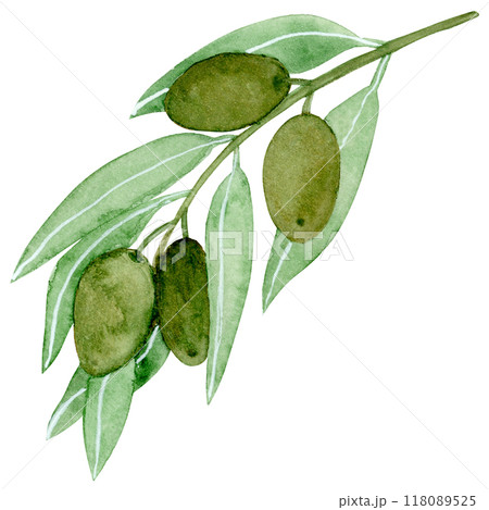 Isolated object-98. Olive tree branch, isolated on white background. Isolated object-98. Olive tree branch, isolated on white background. 118089525