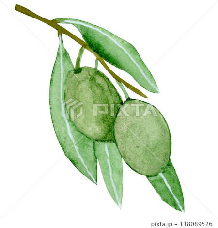 Isolated object-99. Olive tree branch, isolated on white background. Isolated object-99. Olive tree branch, isolated on white background. 118089526