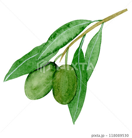 Isolated object-103. Olive tree branch, isolated on white background. 118089530