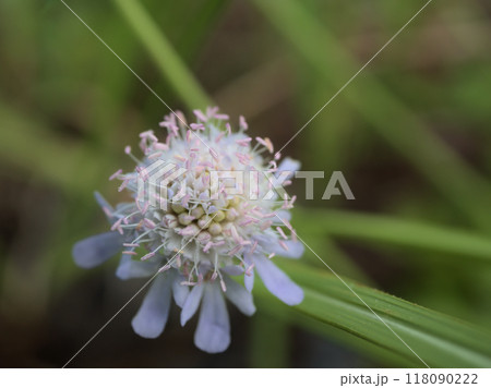 9月に咲いた「磯馴松虫草（ソナレマツムシソウ）」 118090222