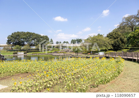 前橋公園 さちの池とひまわり畑 群馬県前橋市 前橋公園 さちの池とひまわり畑 群馬県前橋市 118090657