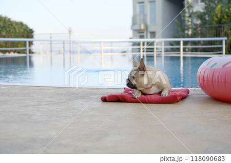 Adorable bulldog dog relaxing by a large pool with clear water, lying on a red towel. Adorable bulldog dog relaxing by a large pool with clear water, lying on a red towel. 118090683