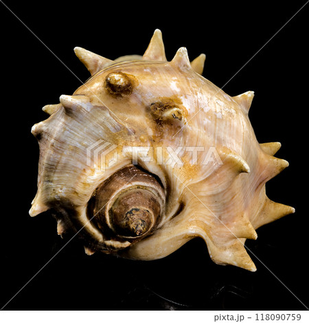 Melongena bispinosa Seashell on a black background 118090759