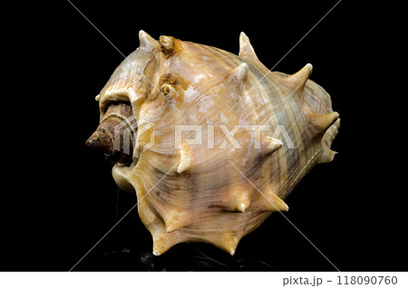 Melongena bispinosa Seashell on a black background Melongena bispinosa Seashell on a black background 118090760