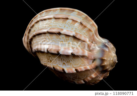 Harpa articularis Seashell on a black background Harpa articularis Seashell on a black background 118090771
