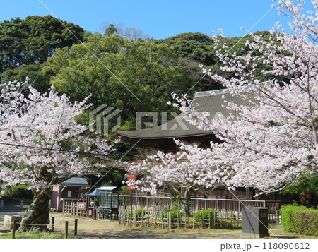 春の功山寺 桜と仏殿 春の功山寺 桜と仏殿 118090812