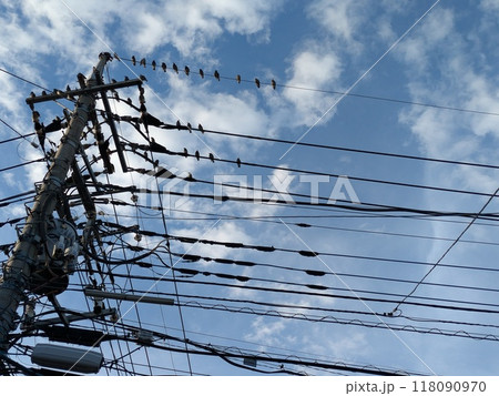 秋の青空の元で電柱や電線にとまるツグミの群れ 118090970