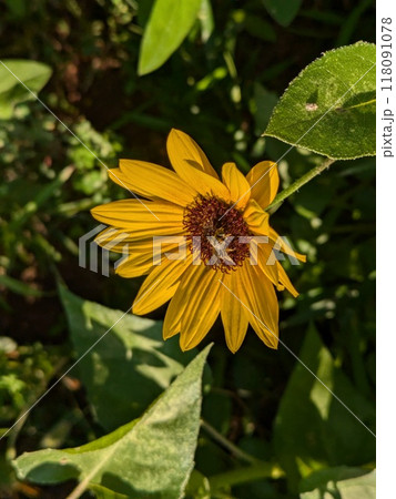 夏の庭に咲く黄色いルドベキアの花 118091078