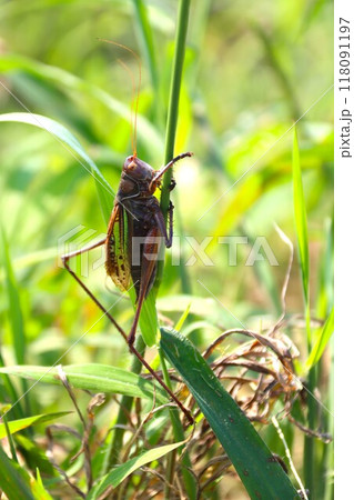 バイオリンのような美しい音色で鳴くキリギリスの生態写真 バイオリンのような美しい音色で鳴くキリギリスの生態写真 118091197