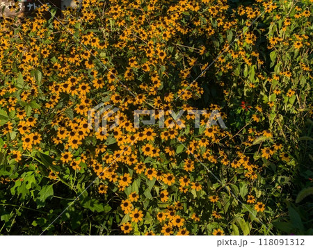 秋の庭に咲くルドベキア・タカオのオレンジ色の花 秋の庭に咲くルドベキア・タカオのオレンジ色の花 118091312