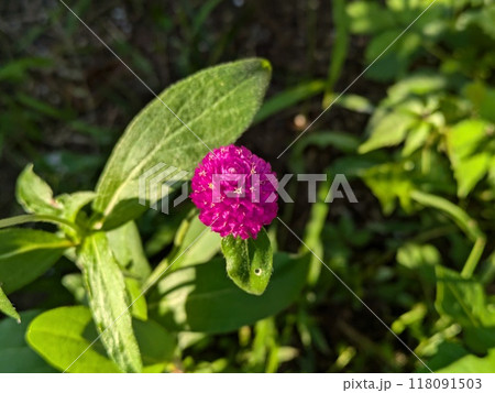 夏の庭に咲く千日紅のピンク色の花 118091503