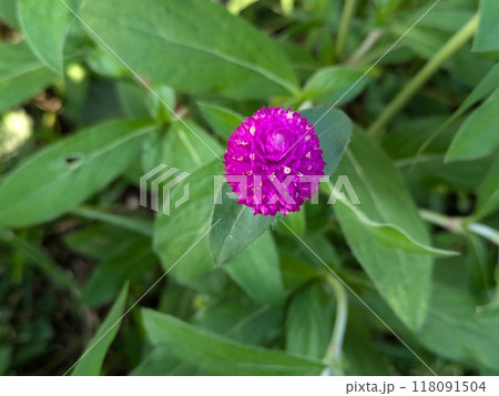 夏の庭に咲く千日紅のピンク色の花 118091504
